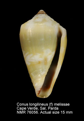 Conus longilineus (f) melissae (2).jpg - Conus longilineus (f) melissaeTenorio, Afonso & Rolán,2008